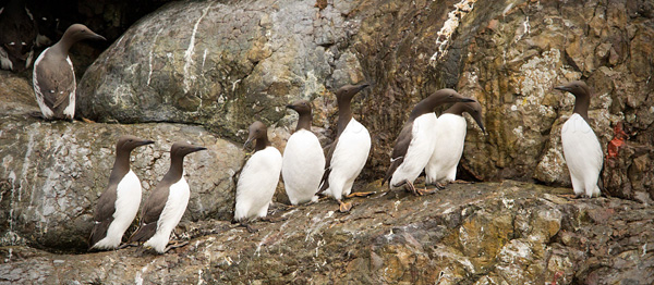 Common Murre Image @ Kiwifoto.com