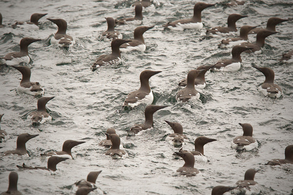 Common Murre Photo @ Kiwifoto.com