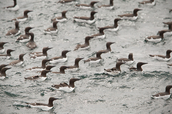 Common Murre Photo @ Kiwifoto.com