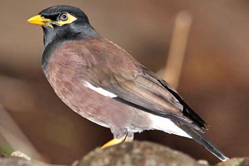 Common Myna Image @ Kiwifoto.com