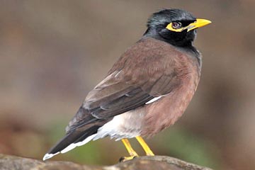 Common Myna Image @ Kiwifoto.com