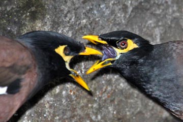 Common Myna Image @ Kiwifoto.com