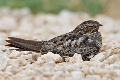 Common Nighthawk