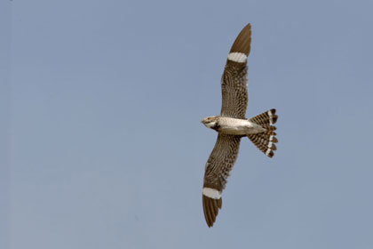 Common Nighthawk Picture @ Kiwifoto.com