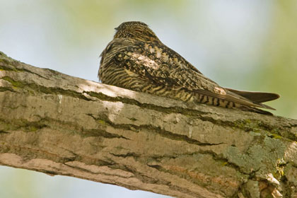 Common Nighthawk Image @ Kiwifoto.com