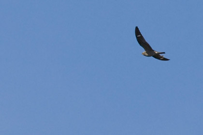 Common Nighthawk