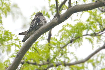 Common Nighthawk Photo @ Kiwifoto.com