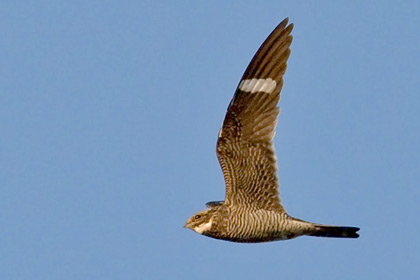 Common Nighthawk Picture @ Kiwifoto.com