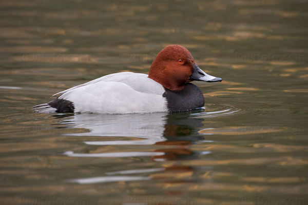 Common Pochard Picture @ Kiwifoto.com