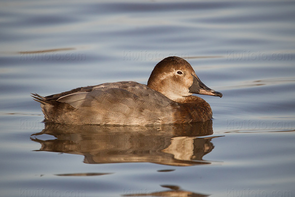 Common Pochard Picture @ Kiwifoto.com