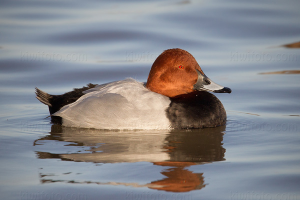 Common Pochard Picture @ Kiwifoto.com