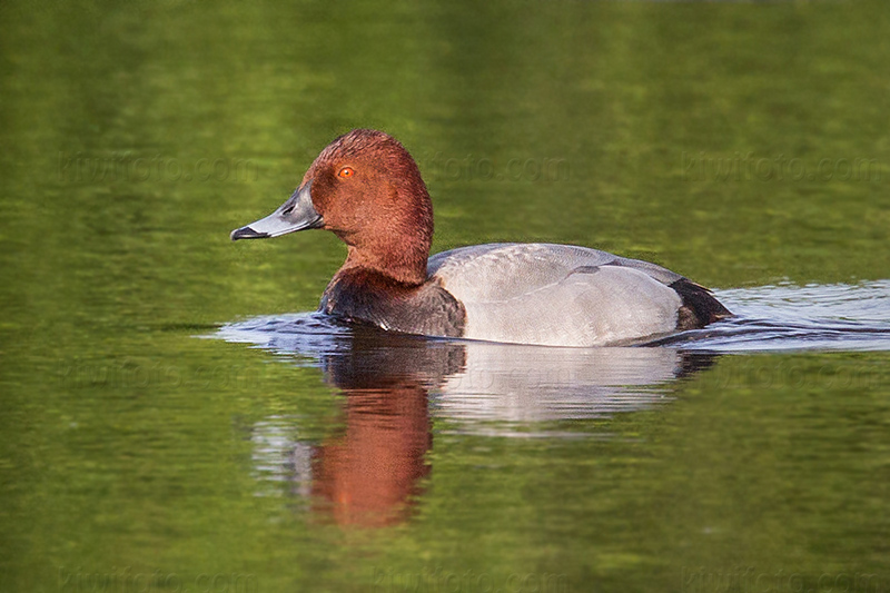 Common Pochard Photo @ Kiwifoto.com