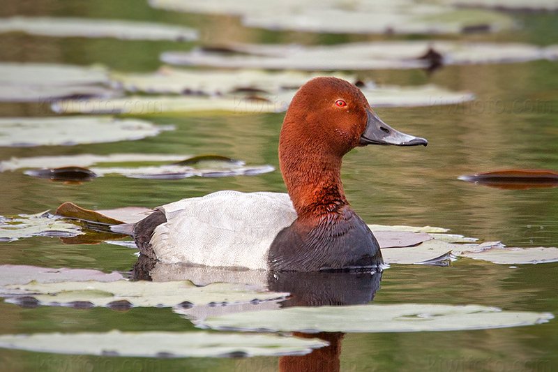 Common Pochard @ Zouweboezem, Utrecht, Netherlands