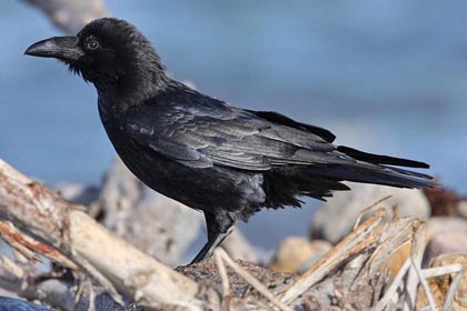 Common Raven Photo @ Kiwifoto.com