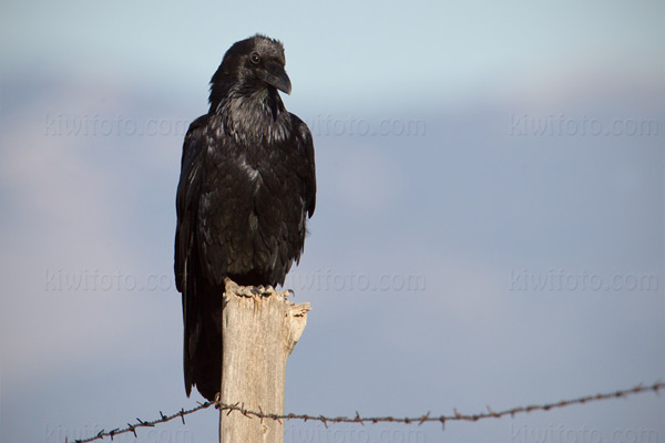 Common Raven Photo @ Kiwifoto.com