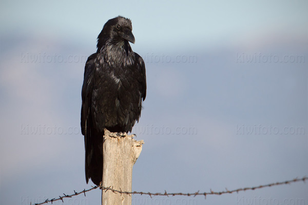 Common Raven Picture @ Kiwifoto.com