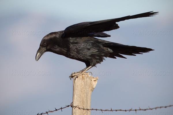 Common Raven Photo @ Kiwifoto.com