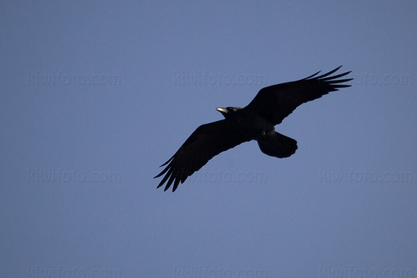 Common Raven Image @ Kiwifoto.com