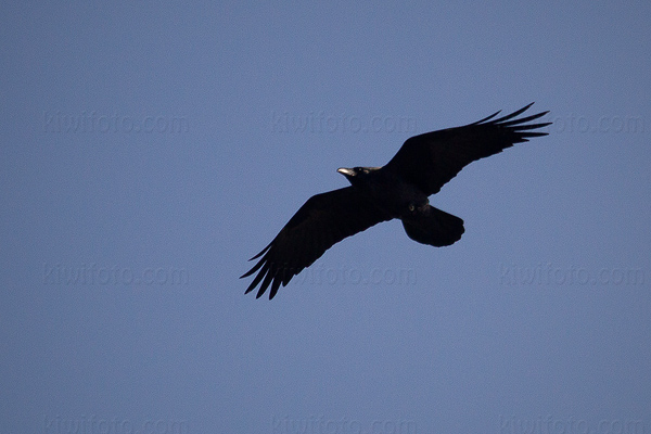 Common Raven Picture @ Kiwifoto.com