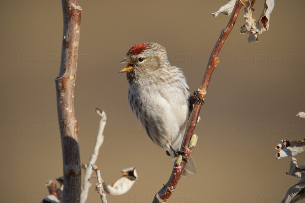 Common Redpoll