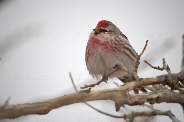 Common Redpoll Picture @ Kiwifoto.com