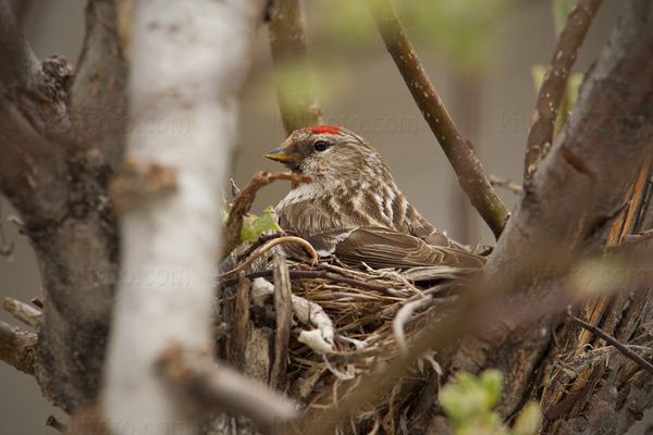 Common Redpoll Photo @ Kiwifoto.com