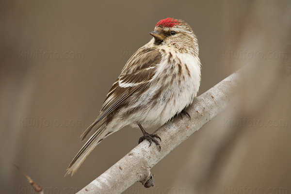 Common Redpoll Picture @ Kiwifoto.com