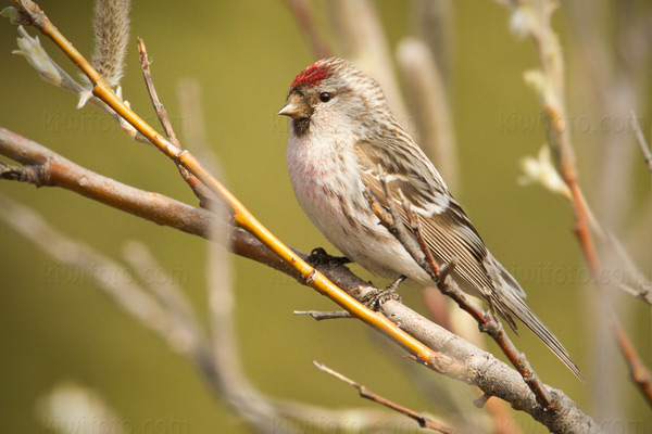 Common Redpoll Image @ Kiwifoto.com