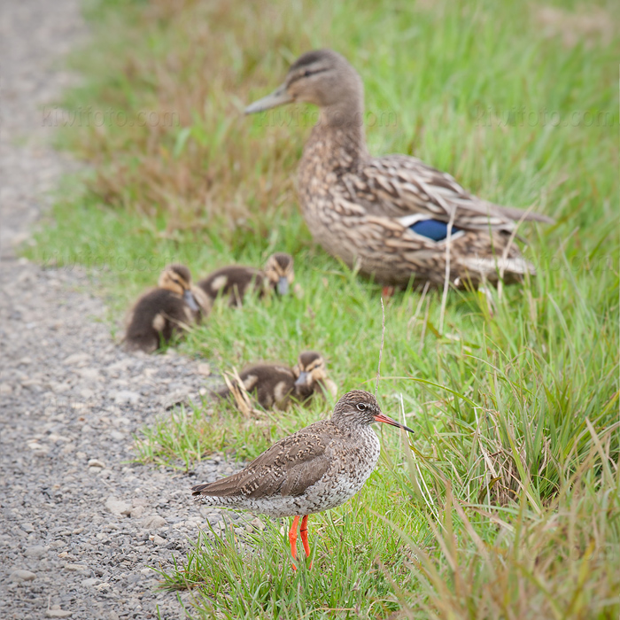 Common Redshank Image @ Kiwifoto.com