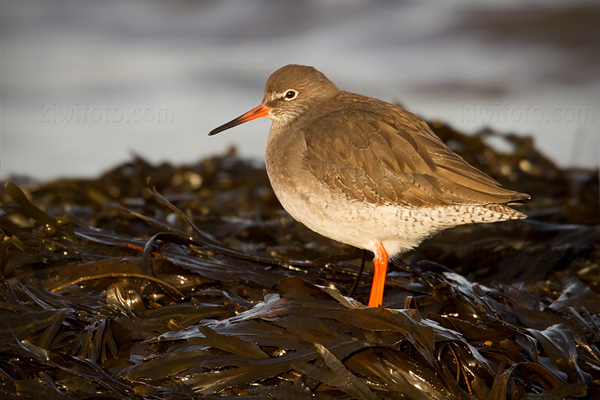 Common Redshank Picture @ Kiwifoto.com