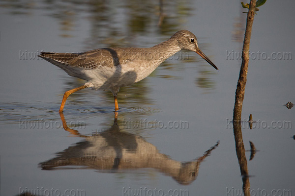 Common Redshank Image @ Kiwifoto.com