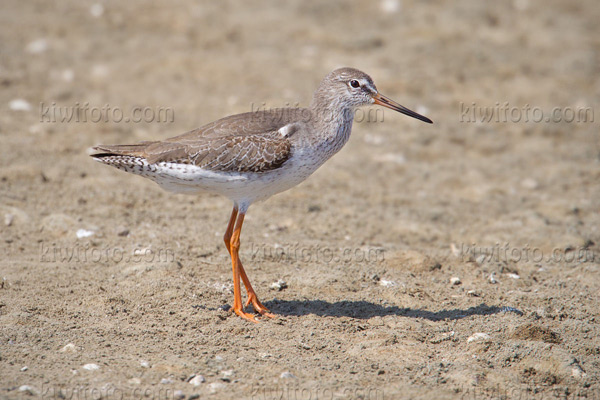 Common Redshank Image @ Kiwifoto.com