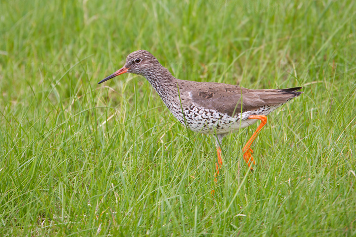 Common Redshank Photo @ Kiwifoto.com