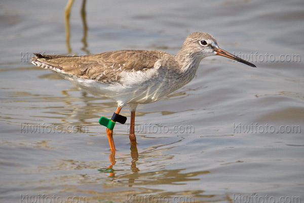 Common Redshank Image @ Kiwifoto.com