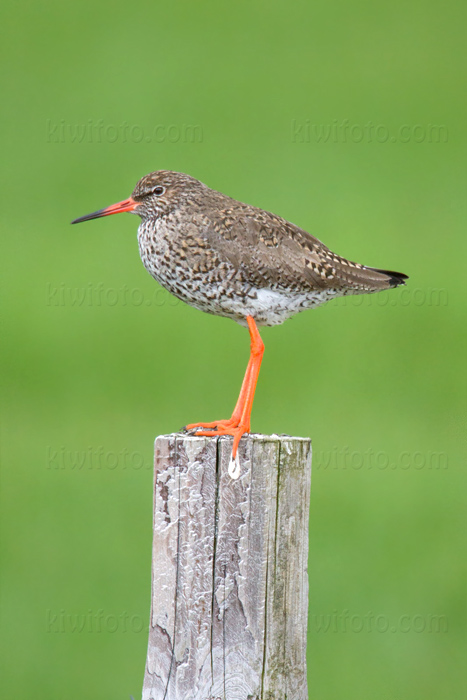 Common Redshank Image @ Kiwifoto.com