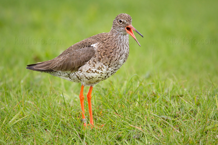 Common Redshank Image @ Kiwifoto.com