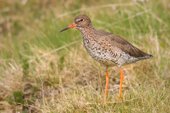 Common Redshank Photo @ Kiwifoto.com
