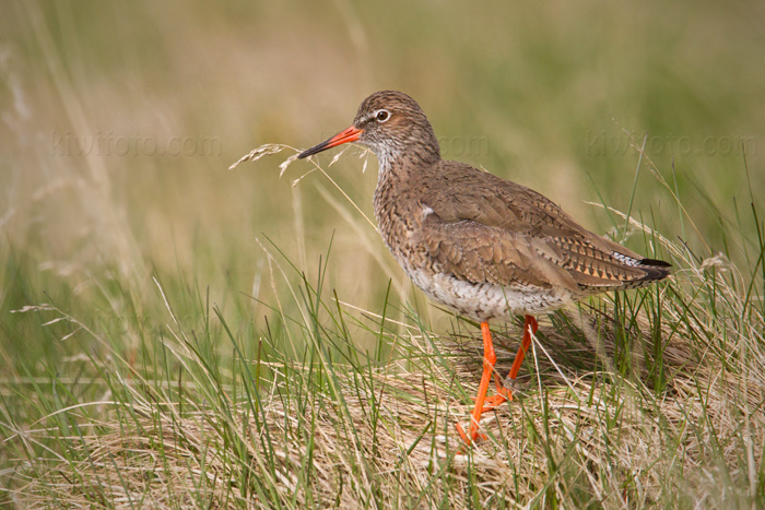 Common Redshank Photo @ Kiwifoto.com