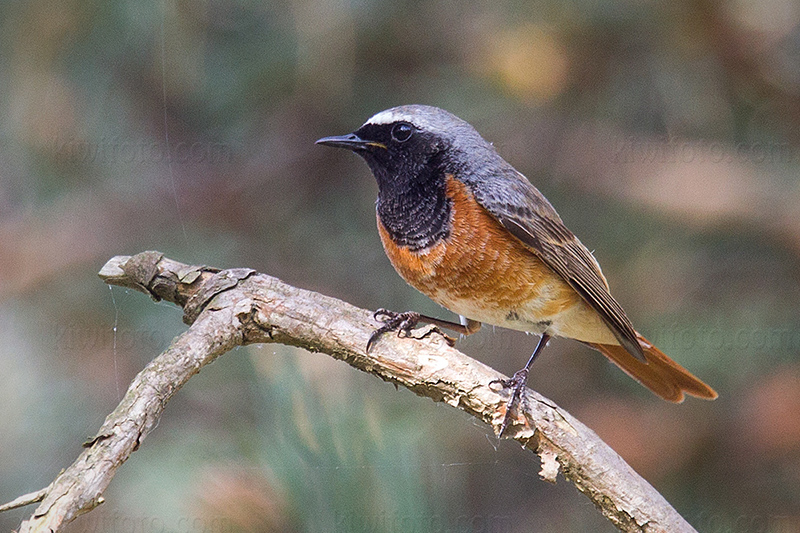 Common Redstart Image @ Kiwifoto.com