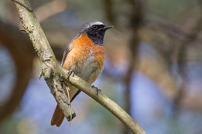 Common Redstart Photo @ Kiwifoto.com