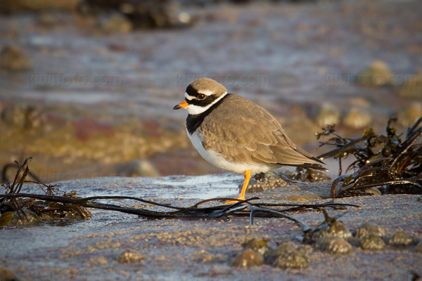 Common Ringed Plover Picture @ Kiwifoto.com