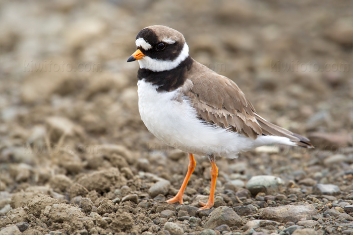 Common Ringed Plover Picture @ Kiwifoto.com