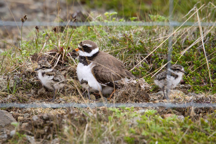 Common Ringed Plover Photo @ Kiwifoto.com