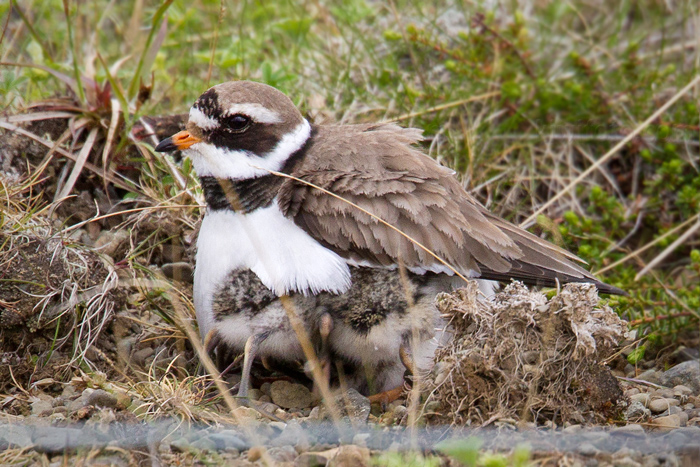 Common Ringed Plover Picture @ Kiwifoto.com