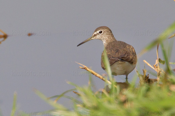 Common Sandpiper Image @ Kiwifoto.com