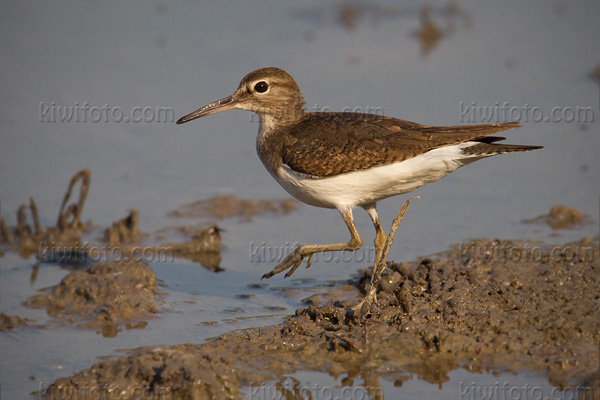 Common Sandpiper Picture @ Kiwifoto.com