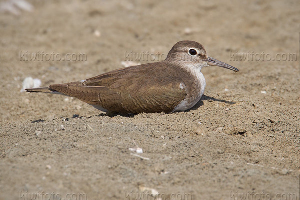 Common Sandpiper Photo @ Kiwifoto.com