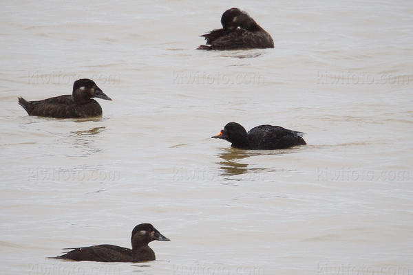 Common Scoter Image @ Kiwifoto.com