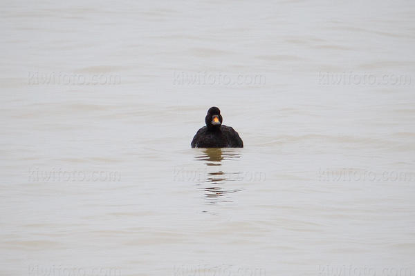 Common Scoter Image @ Kiwifoto.com