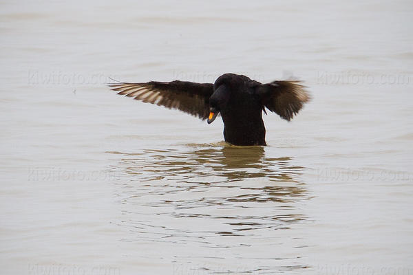 Common Scoter Image @ Kiwifoto.com